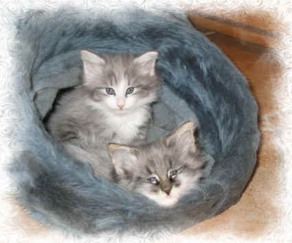 Babies-03-01-04-r.jpg (78146 Byte)
