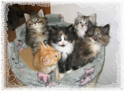 Babies25-01-03-1-r.jpg (173079 Byte)