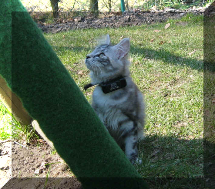 Baccara14-04-03-10.jpg (280209 Byte)