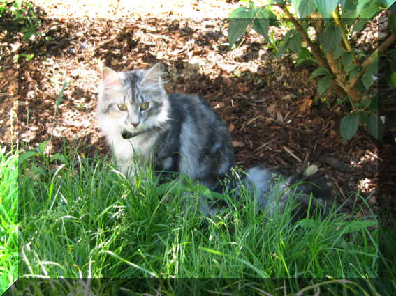 Bacci10-07-03-1.jpg (213980 Byte)