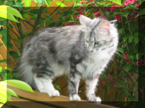 Bacci18-06-04-1.jpg (88927 Byte)