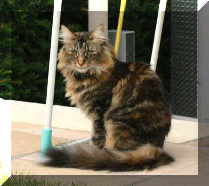 Berenice1.jpg (72605 Byte)