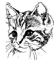 Katze19.jpg (14195 Byte)