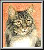 Katze40.jpg (3157 Byte)