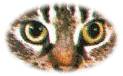 Katze49.jpg (2626 Byte)