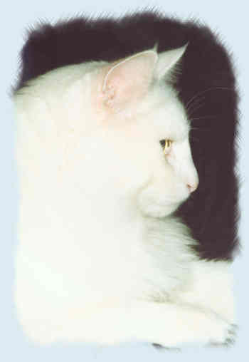colani.jpg (6685 Byte)