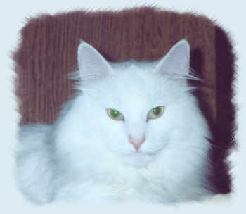 colani2.jpg (7663 Byte)