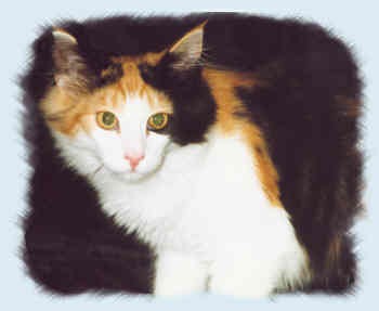 halveig10.jpg (6914 Byte)